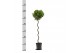 Laurus nobilis Laurus nobilis Spiraal stam 5000 gram 30 cm diameter 