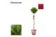 Laurus nobilis Laurus nobilis Spiraal stam Cozy 5000 gram 30 cm diamet 