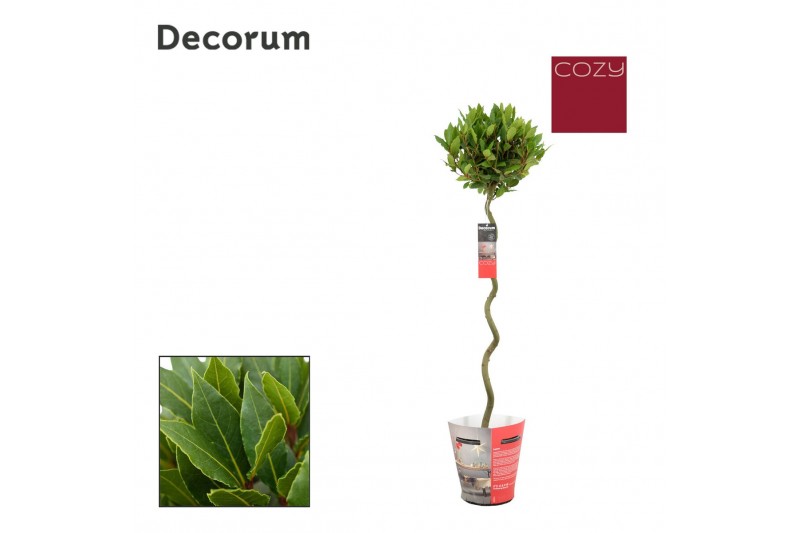 Laurus nobilis Laurus nobilis Spiraal stam Cozy 5000 gram 30 cm diamet 