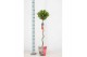 Laurus nobilis Laurus nobilis Spiraal stam Cozy 5000 gram 30 cm diamet 