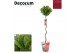 Laurus nobilis Laurus nobilis Spiraal stam Cozy 5000 gram 30 cm diamet 