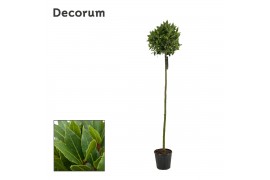 Laurus nobilis Bol op stam 40 cm diameter
