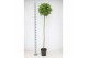 Laurus nobilis Bol op stam 45 cm diameter 