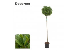 Laurus nobilis Bol op stam 45 cm diameter