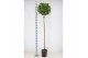 Laurus nobilis Bol op stam 45 cm diameter 