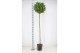 Laurus nobilis Bol op stam 45 cm diameter 