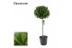 Laurus nobilis Bol op stam 65 cm diameter 
