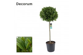 Laurus nobilis Bol op stam 65 cm diameter
