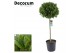 Laurus nobilis Bol op stam 65 cm diameter 