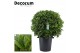 Laurus nobilis Bol zonder stam 