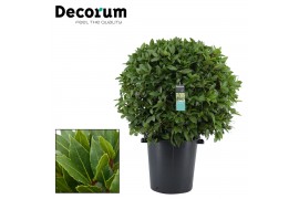Laurus nobilis Bol zonder stam