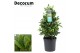 Laurus nobilis Laurus nobilis Piramide 5000 gram 