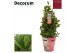 Laurus nobilis Laurus nobilis Piramide Cozy 5000 gram 