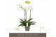 Phalaenopsis wit Fortuno Largo - 3 tak, 18+ bloem 