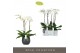 Phalaenopsis wit Fortuno Largo - 3 tak, 18+ bloem - Esra Graphite 