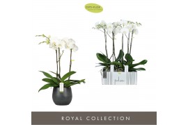 Phalaenopsis wit Fortuno Largo - 3 tak, 18+ bloem - Esra Graphite