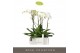 Phalaenopsis wit Fortuno Largo - 3 tak, 18+ bloem - Esra Graphite 