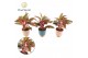 Aglaonema crete Aglaonema Crete Elegans Keramiek 2 pp 