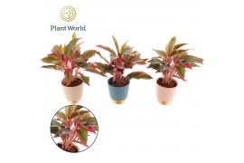 Aglaonema crete Aglaonema Crete Elegans Keramiek 2 pp