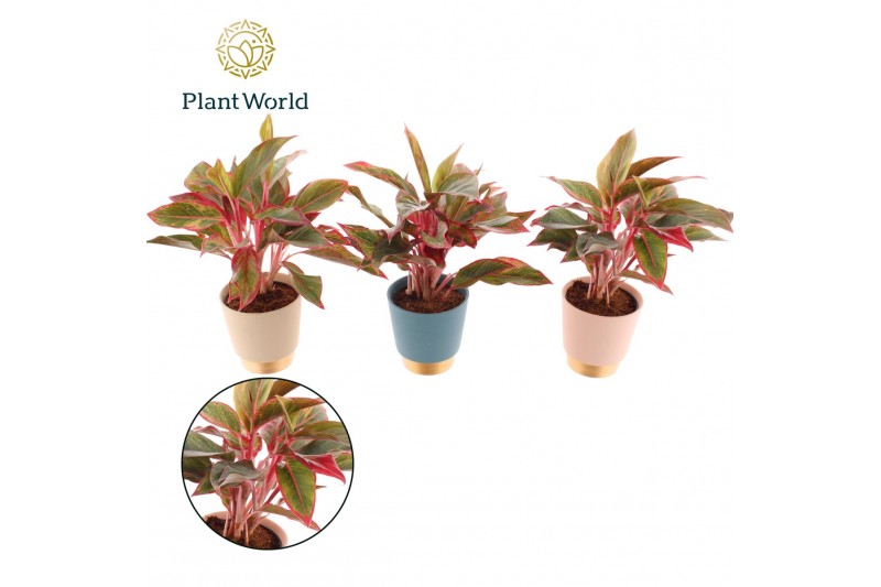 Aglaonema crete Aglaonema Crete Elegans Keramiek 2 pp 