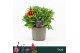 Gaillarda aristata gallo dark bicolour 
