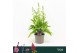 Digitalis purpurea Hanabee White 