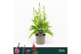 Digitalis purpurea Hanabee White