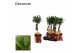 Laurus nobilis Bol op stam 20 cm diameter giftbag 