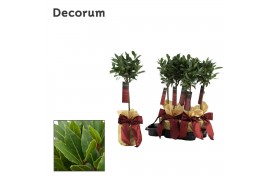 Laurus nobilis Bol op stam 20 cm diameter giftbag