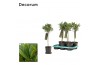 Laurus nobilis Bol op stam 25 cm diameter