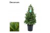 Laurus nobilis Piramide 30 cm diameter