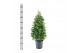 Laurus nobilis Piramide 30 cm diameter 