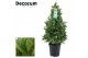 Laurus nobilis Piramide 30 cm diameter 