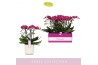 Phalaenopsis multiflora paars Bellissimo Amore in Lazio White 100 bl. 