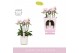 Phalaenopsis multiflora roze Bellissimo Adora in Molise White Aquo Gif 