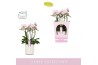 Phalaenopsis multiflora roze Bellissimo Adora in Molise White Aquo Gif