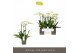 Phalaenopsis wit Impresso Mathilde - 3 tak, 30+ bloem 