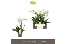 Phalaenopsis wit Impresso Mathilde - 3 tak, 30+ bloem