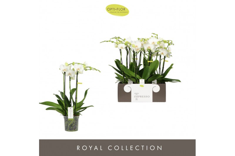 Phalaenopsis wit Impresso Mathilde - 3 tak, 30+ bloem 