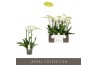 Phalaenopsis wit Impresso Mathilde - 3 tak, 30+ bloem