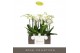 Phalaenopsis wit Impresso Mathilde - 3 tak, 30+ bloem 