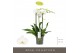 Phalaenopsis wit Impresso Mathilde - 3 tak, 30+ bloem 