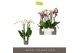 Phalaenopsis mix Impresso Mix - 4 tak, 40+ bloem 