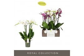 Phalaenopsis mix Impresso Mix - 4 tak, 40+ bloem