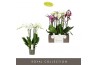 Phalaenopsis mix Impresso Mix - 4 tak, 40+ bloem