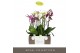 Phalaenopsis mix Impresso Mix - 4 tak, 40+ bloem 