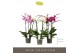 Phalaenopsis mix Impresso Mix - 4 tak, 40+ bloem 