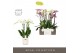 Phalaenopsis mix Impresso Mix - 4 tak, 40+ bloem - Molise White Aquo 