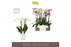 Phalaenopsis mix Impresso Mix - 4 tak, 40+ bloem - Molise White Aquo