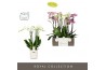 Phalaenopsis mix Impresso Mix - 4 tak, 40+ bloem - Molise White Aquo